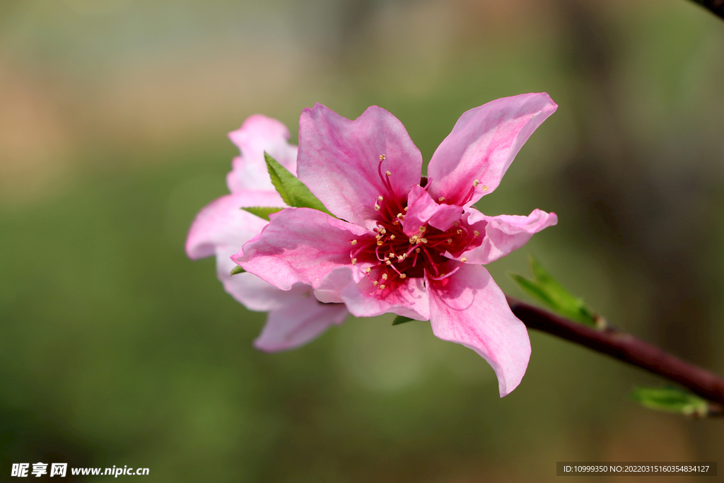 桃花特写