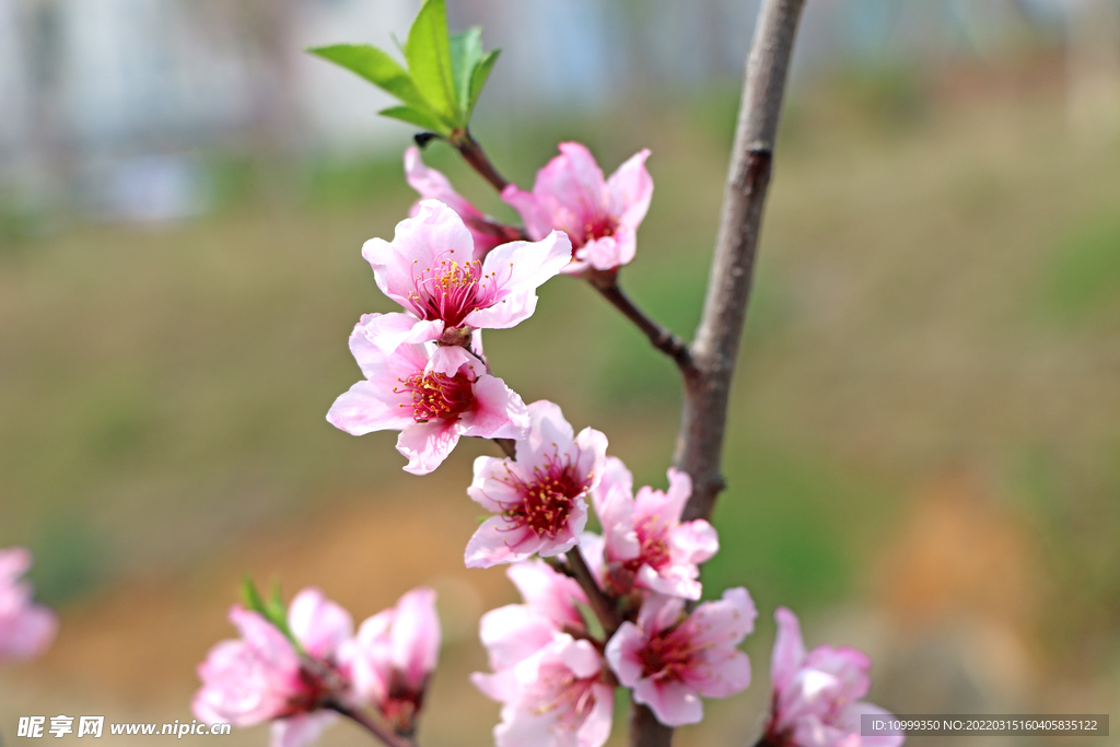 桃花粉色