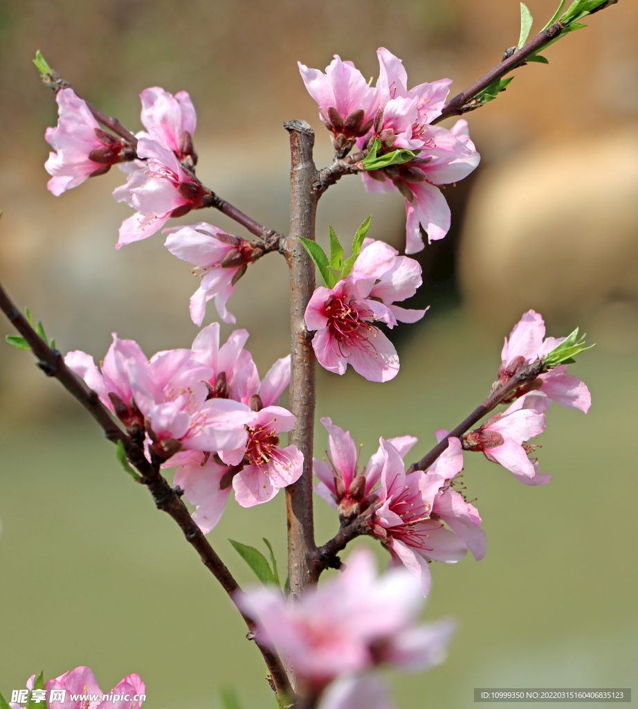 桃花枝