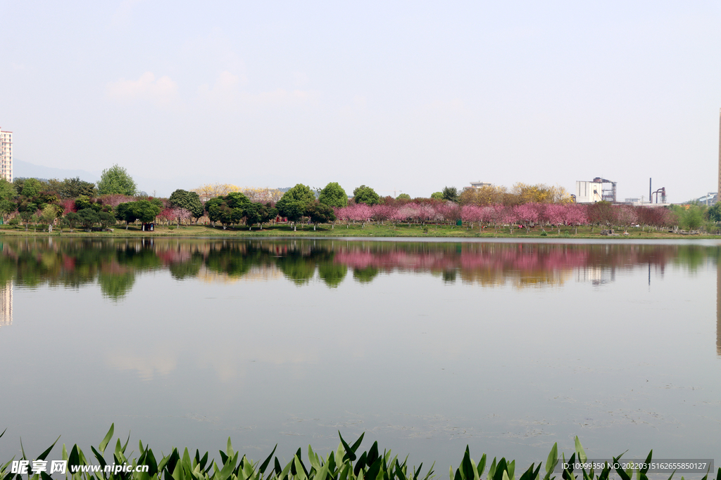 爱莲湖湿地公园