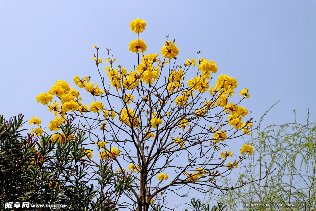 风铃花