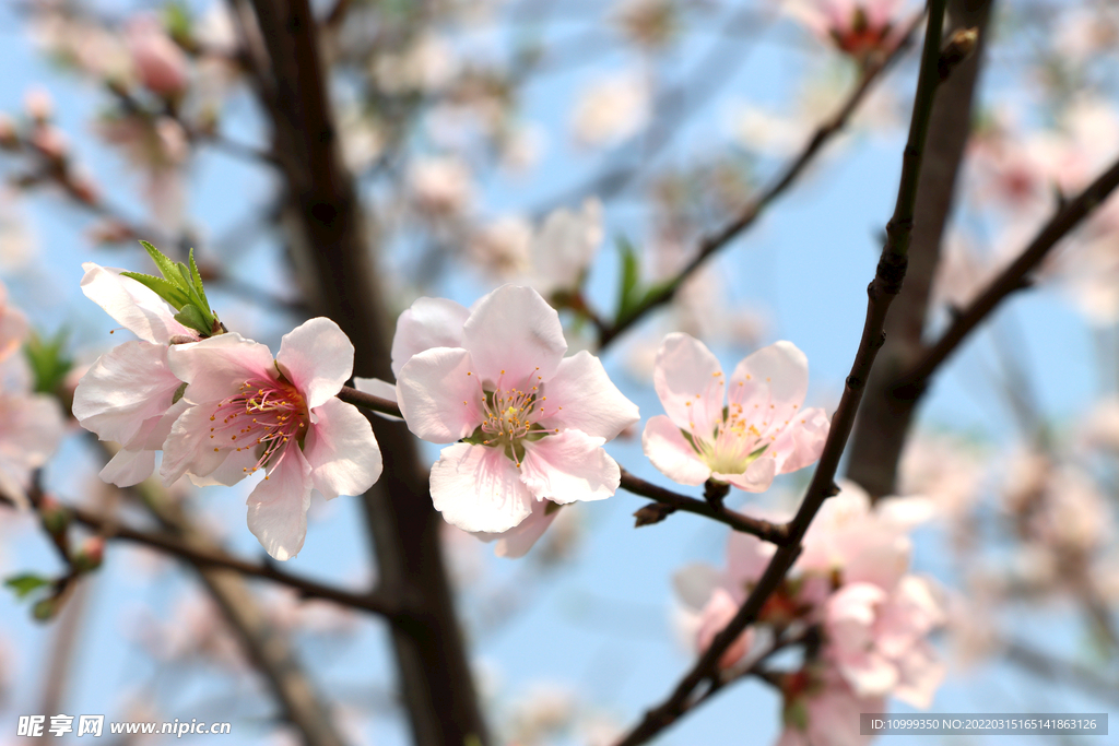 桃花特写