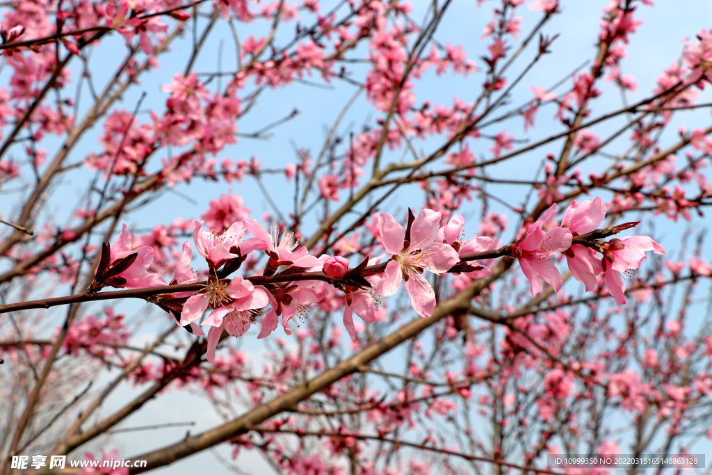 桃花盛开