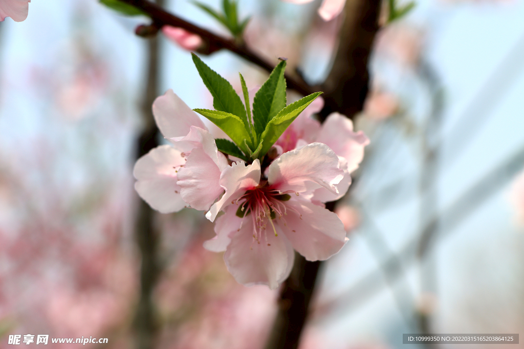 桃花特写