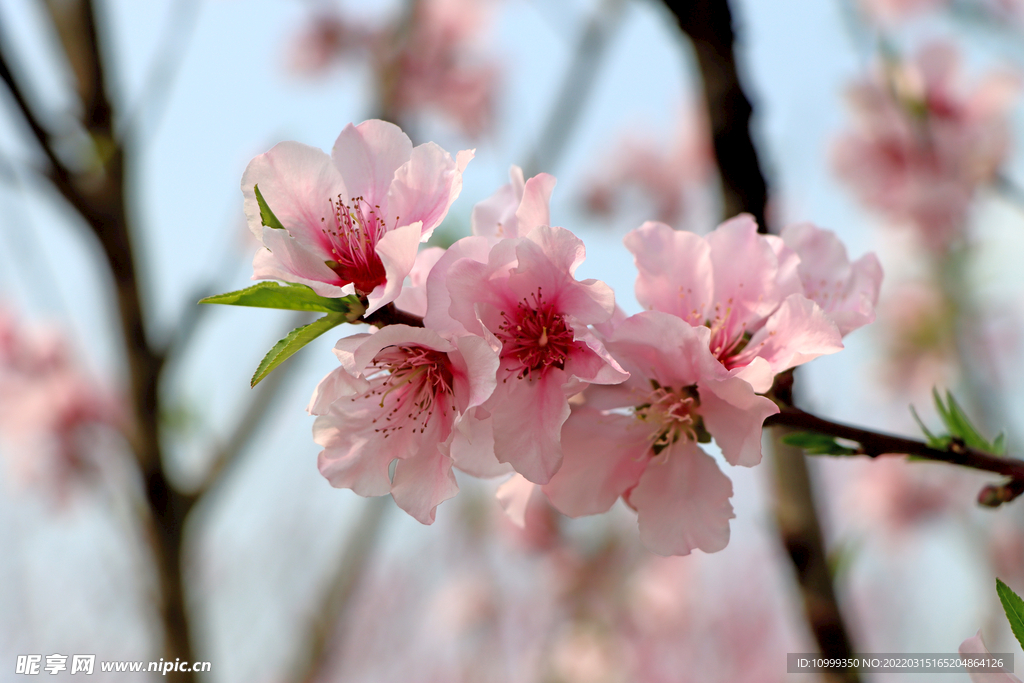 桃花