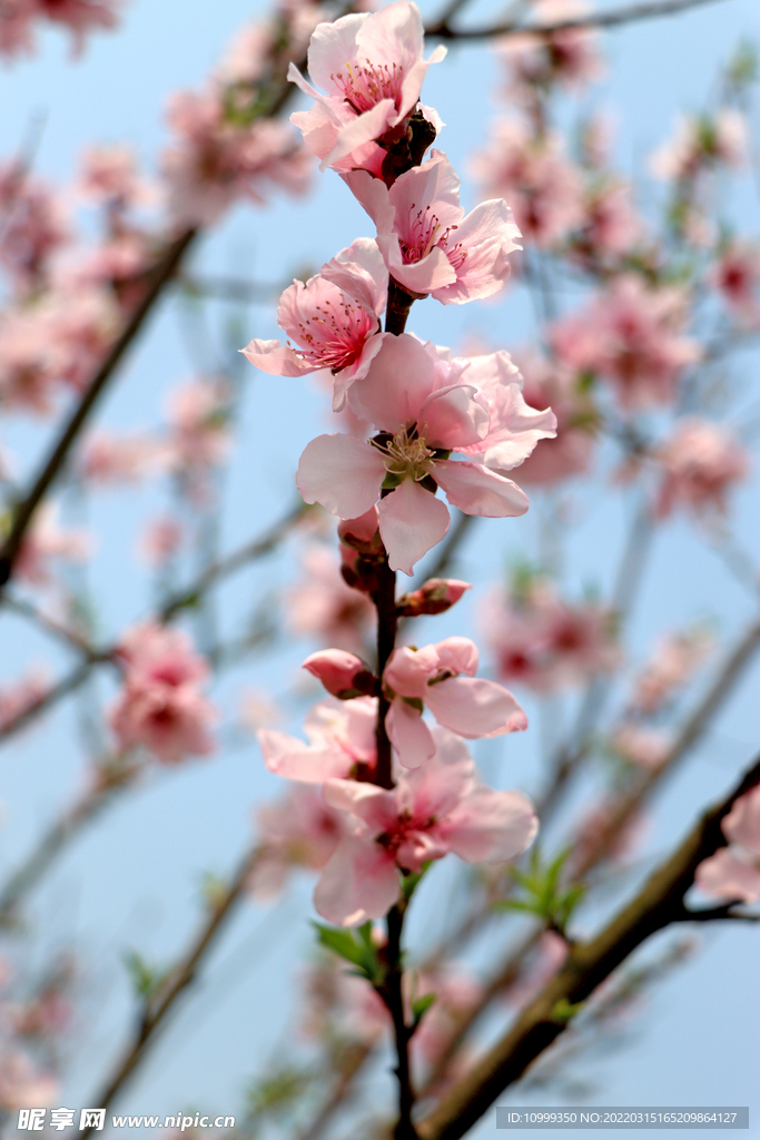 粉色桃花