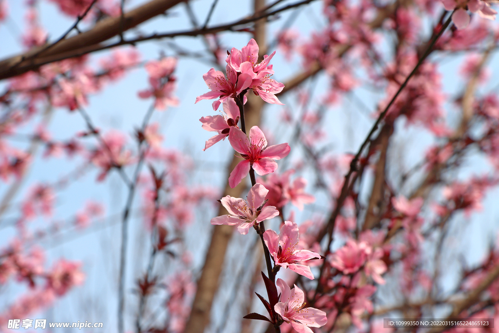 粉色桃花