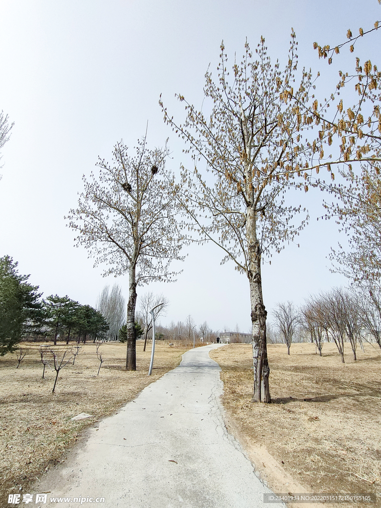 北方冬季树木小路枯黄的草坪