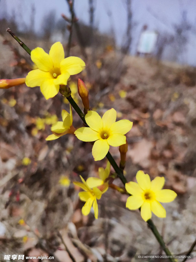 黄色迎春花花开
