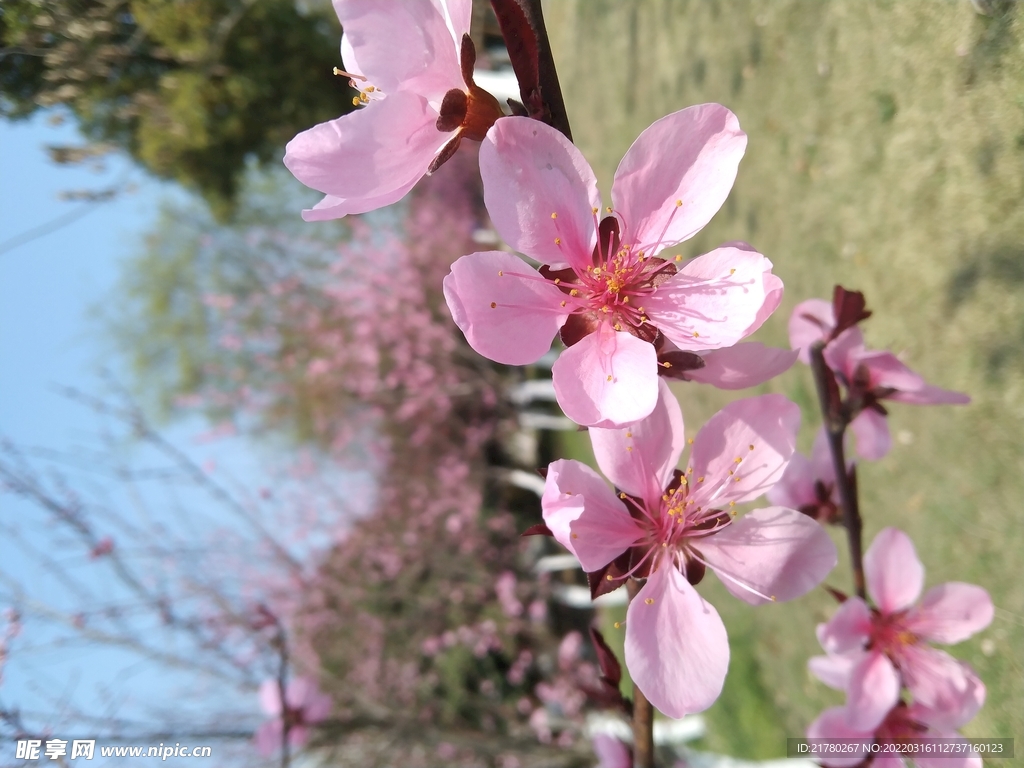 桃花 春天