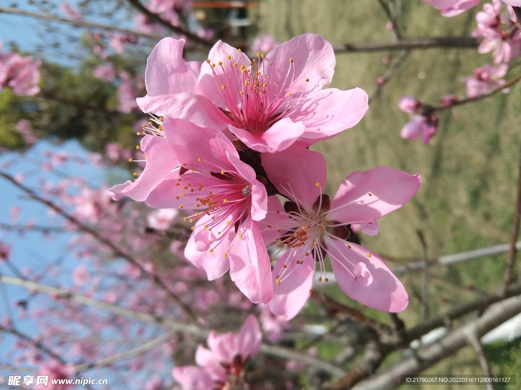 花