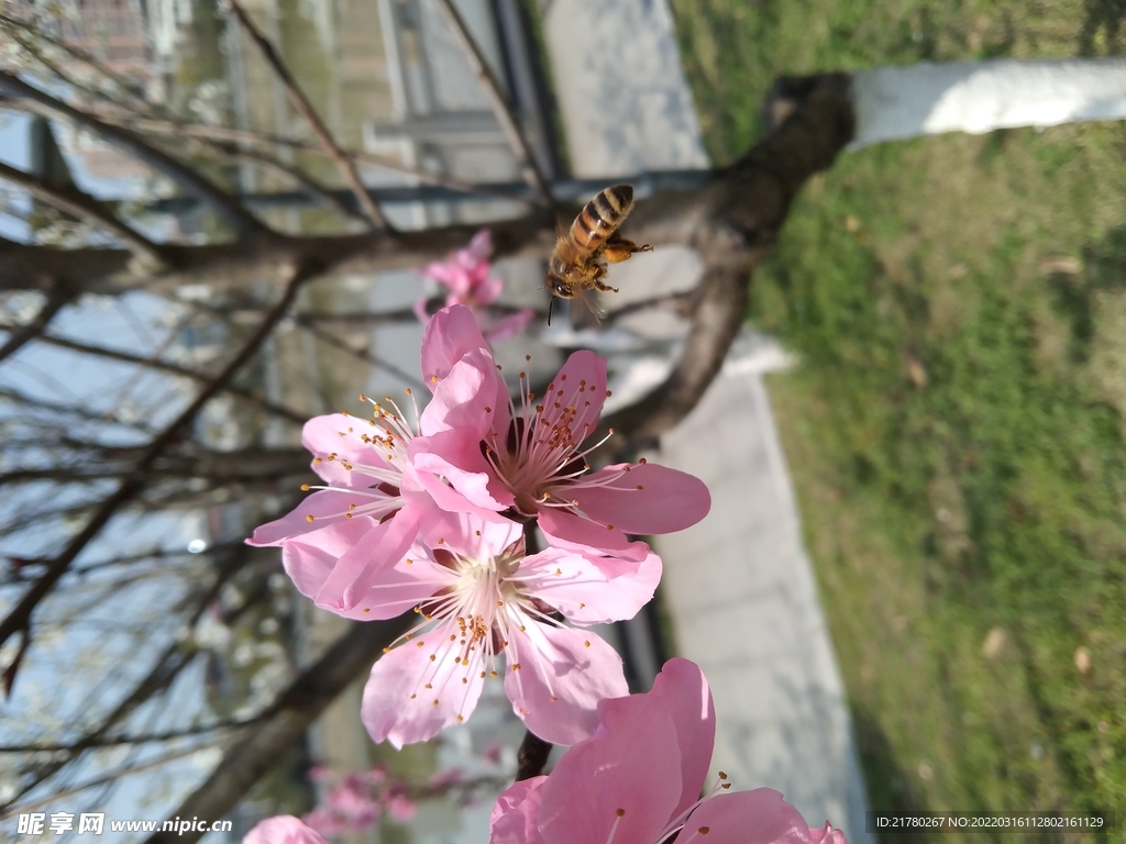 开花了