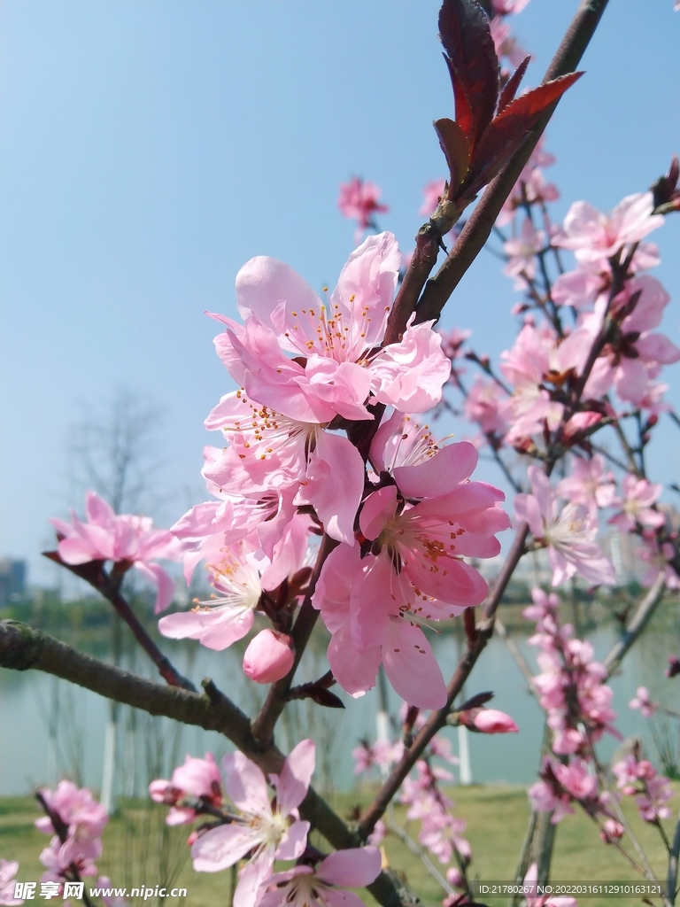 桃花开