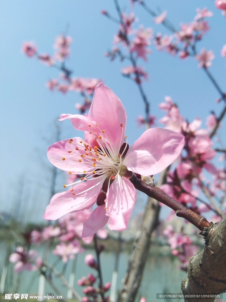 桃花