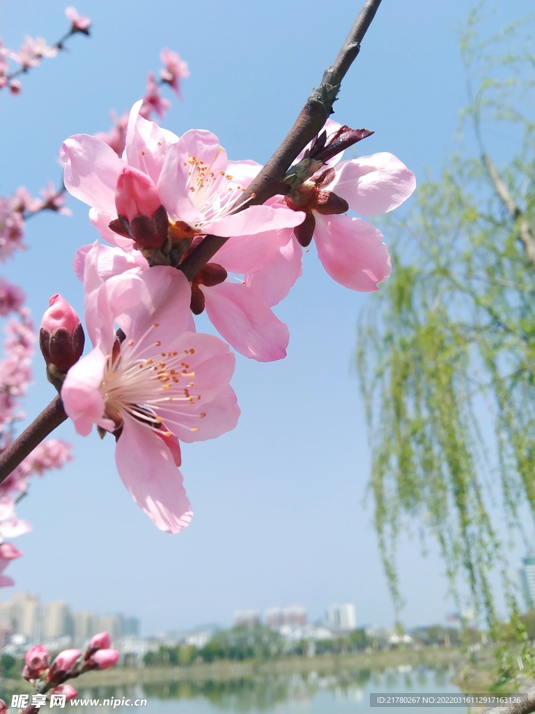 湖畔的花