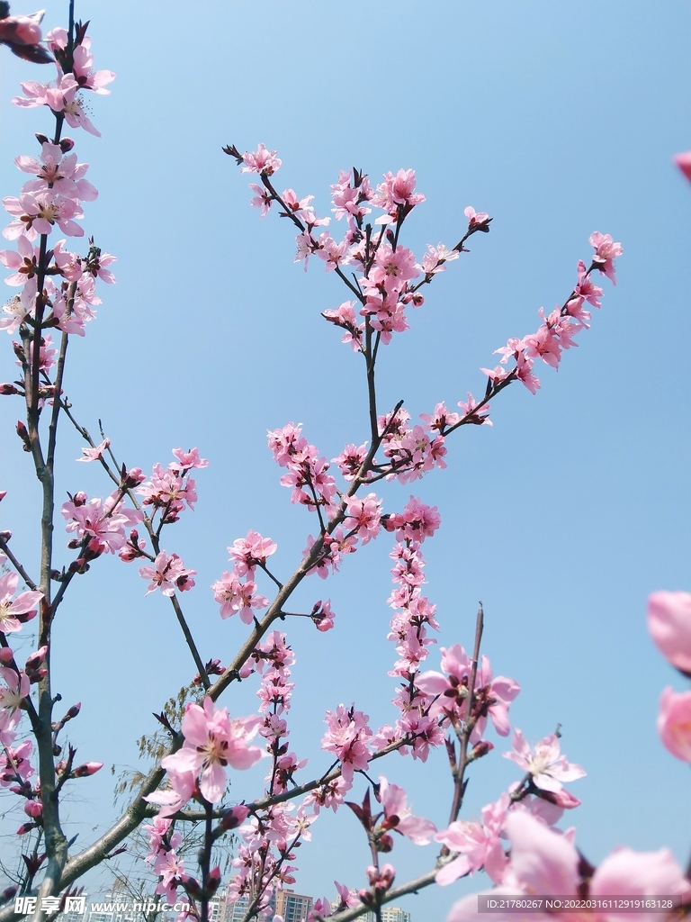桃花