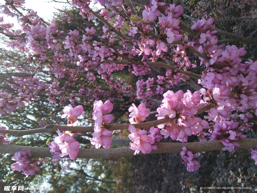 公园的花
