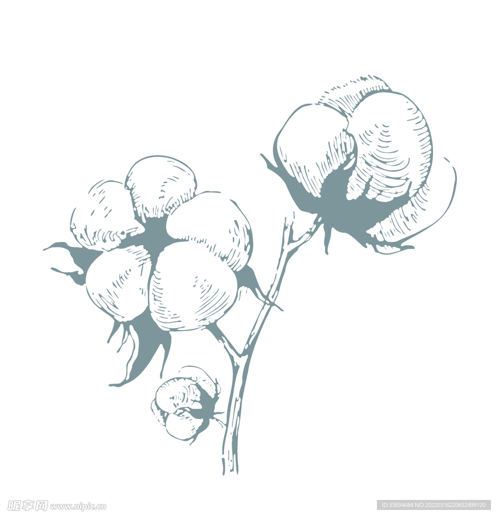 棉花