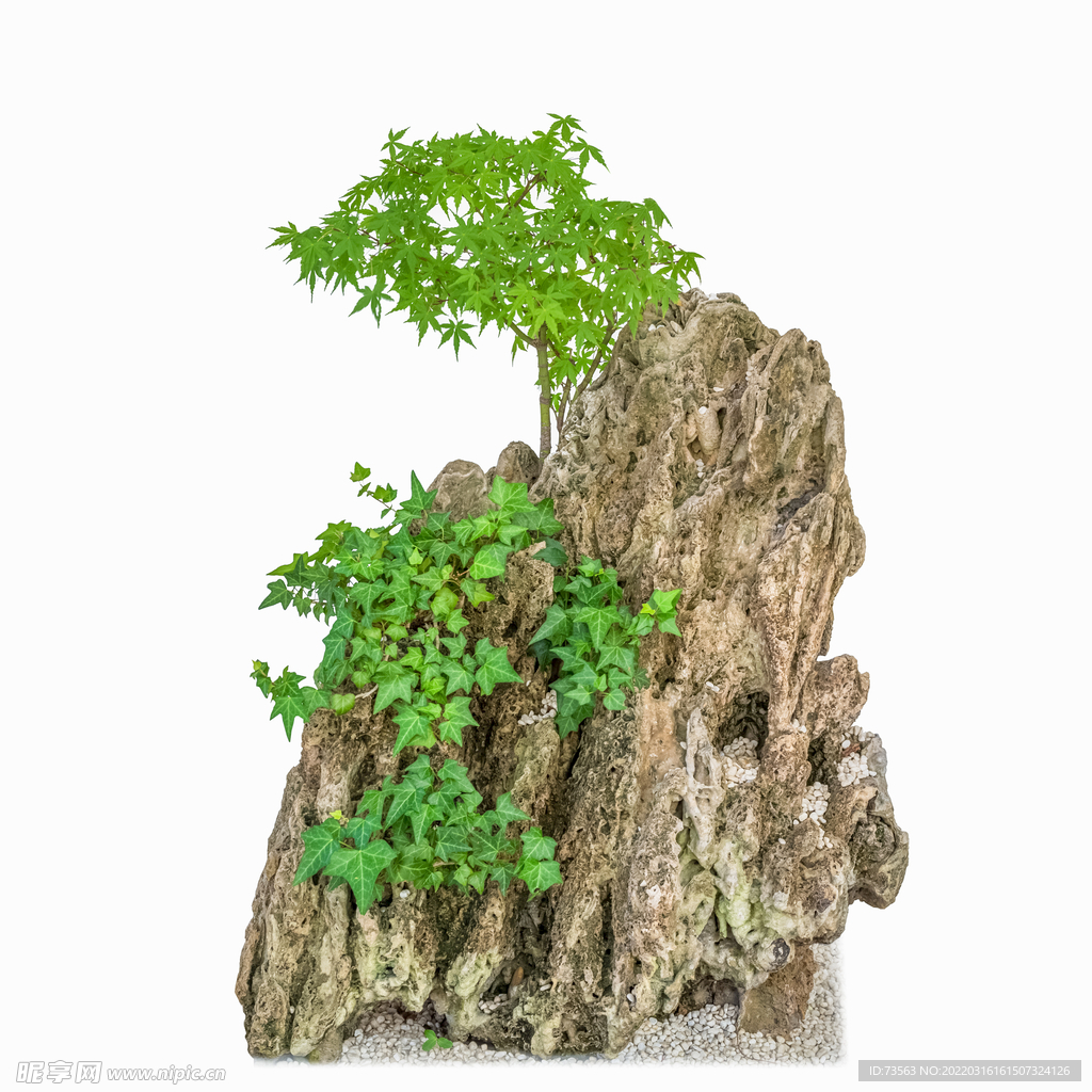 盘景 影楼素材 中国风 青松 