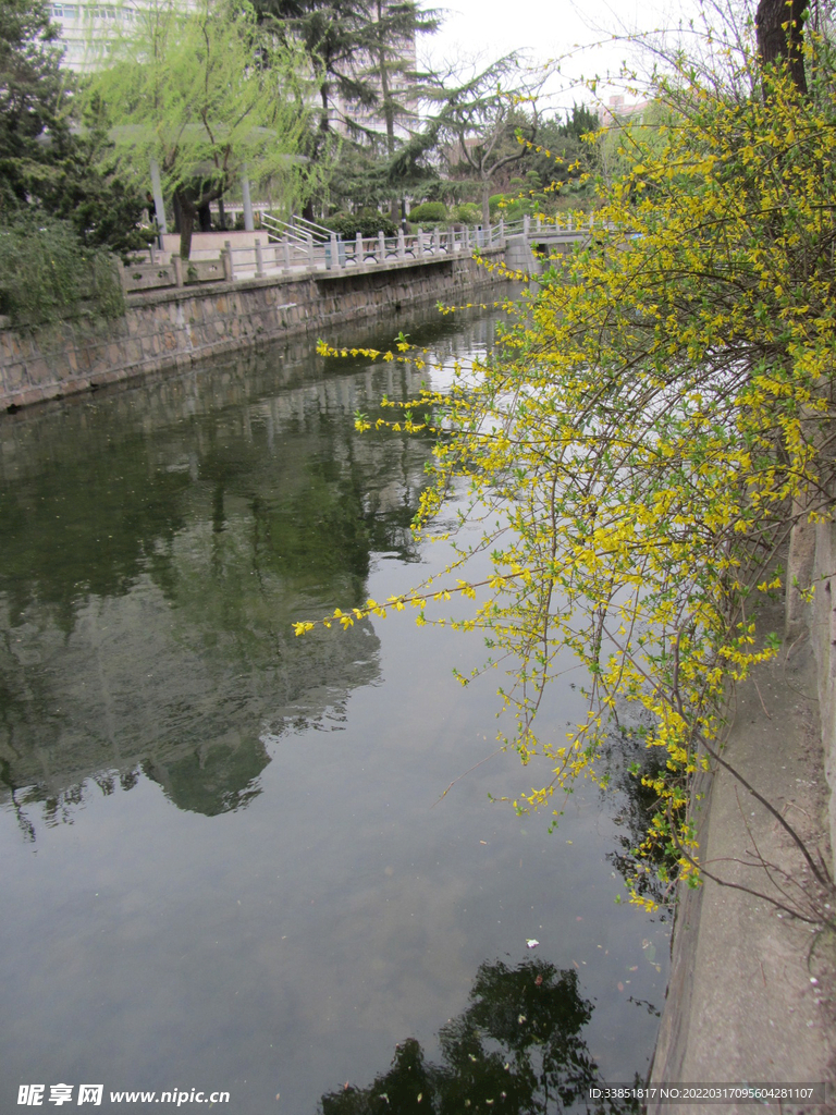 迎春花