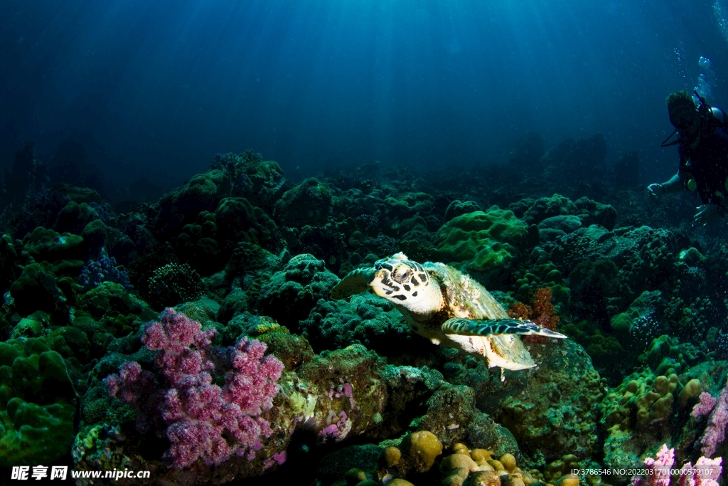 高清海底海龟图片