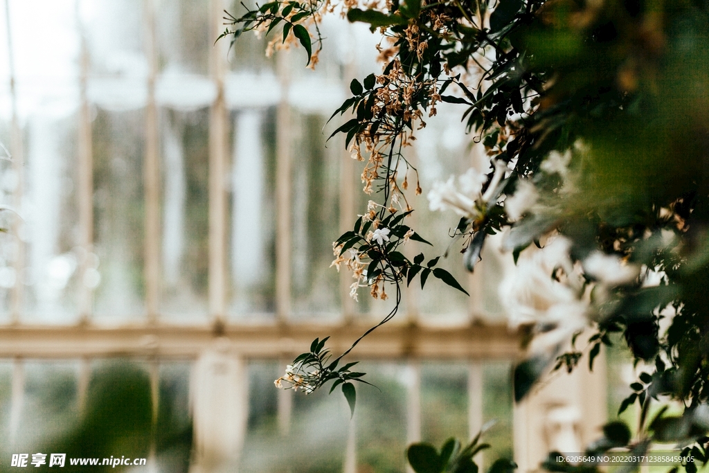 校园一角花朵植物风景