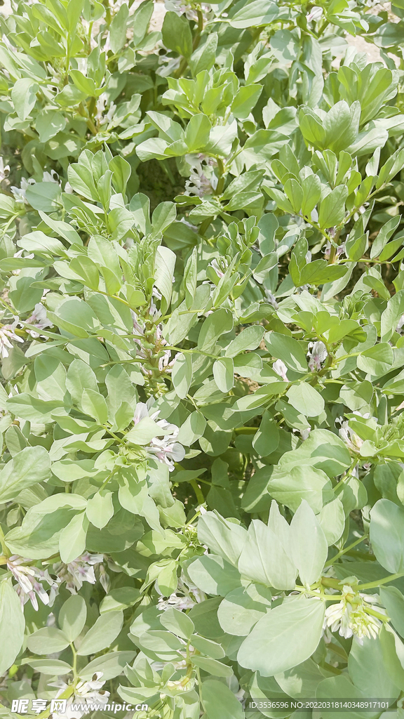蚕豆花开 