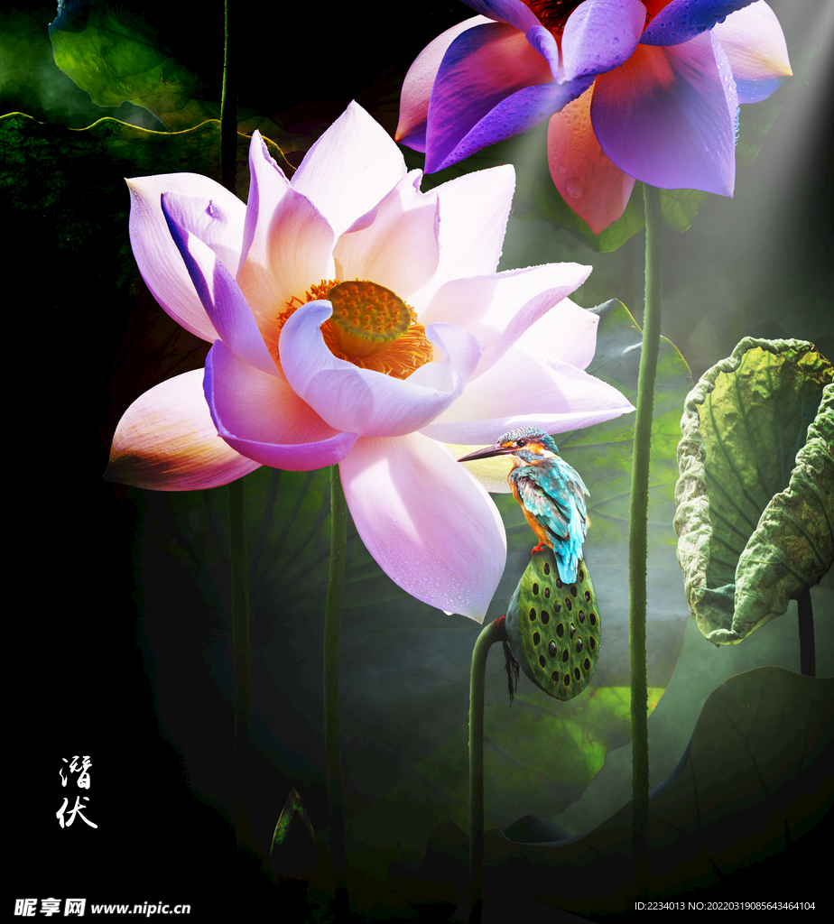 荷花翠鸟
