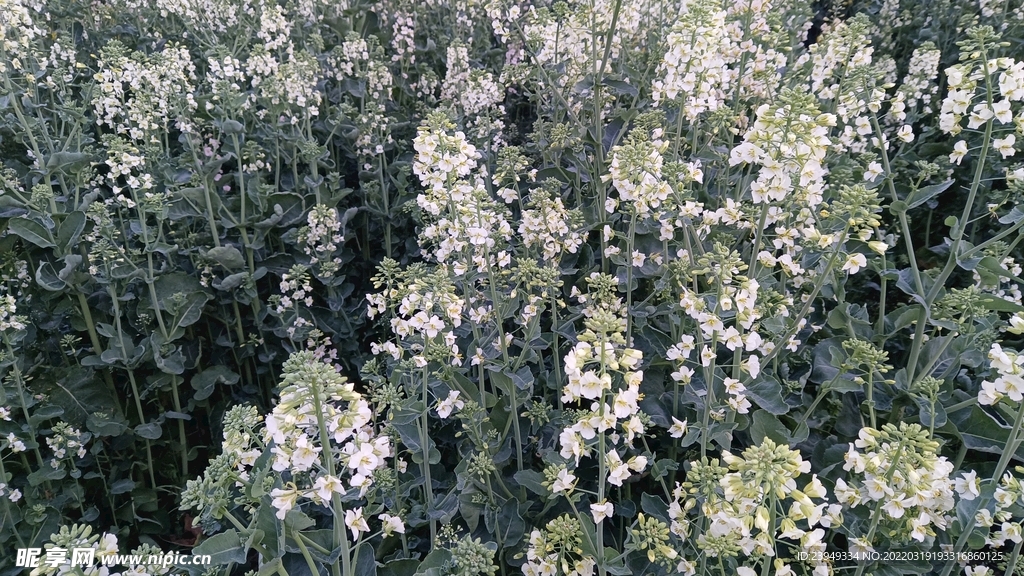 油菜花