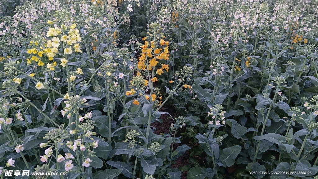 油菜花