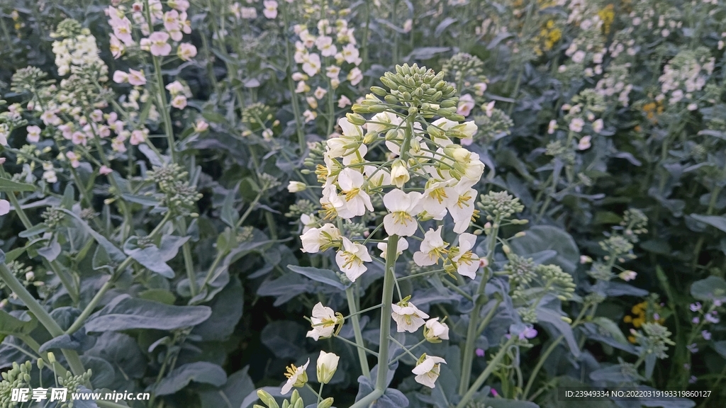 油菜花