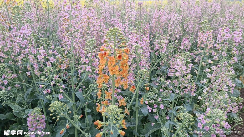 油菜花