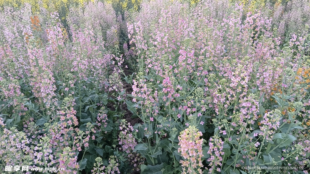 油菜花