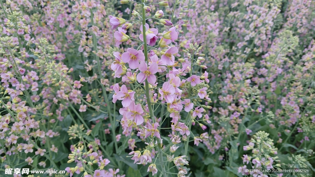 油菜花