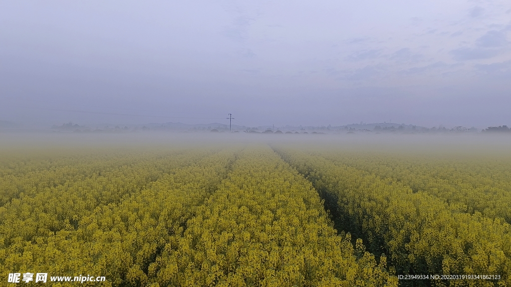 油菜花