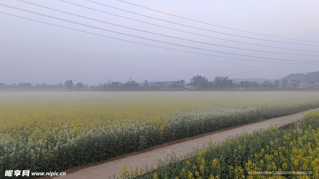 油菜花