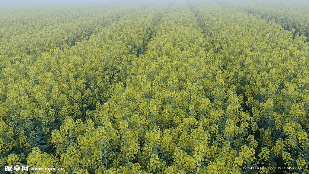 油菜花