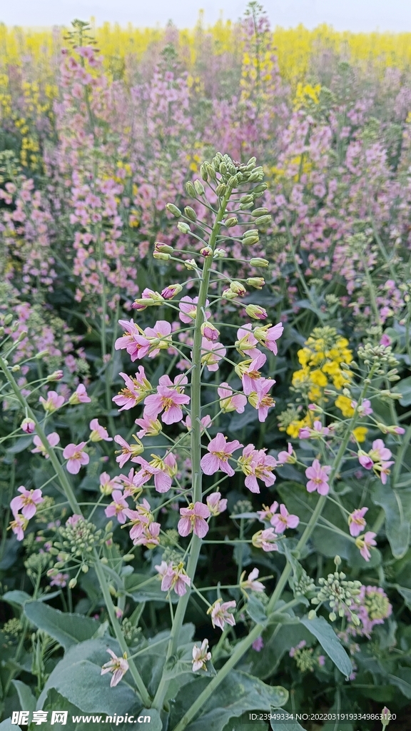 油菜花