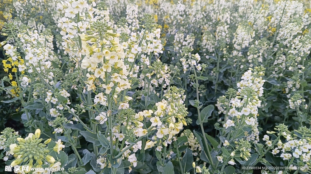 油菜花