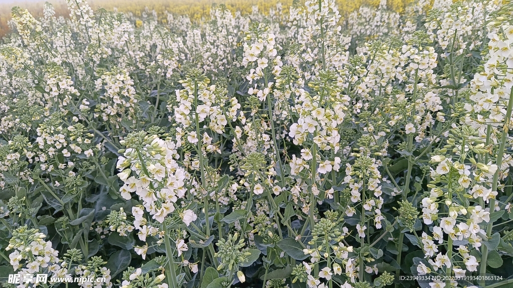 油菜花