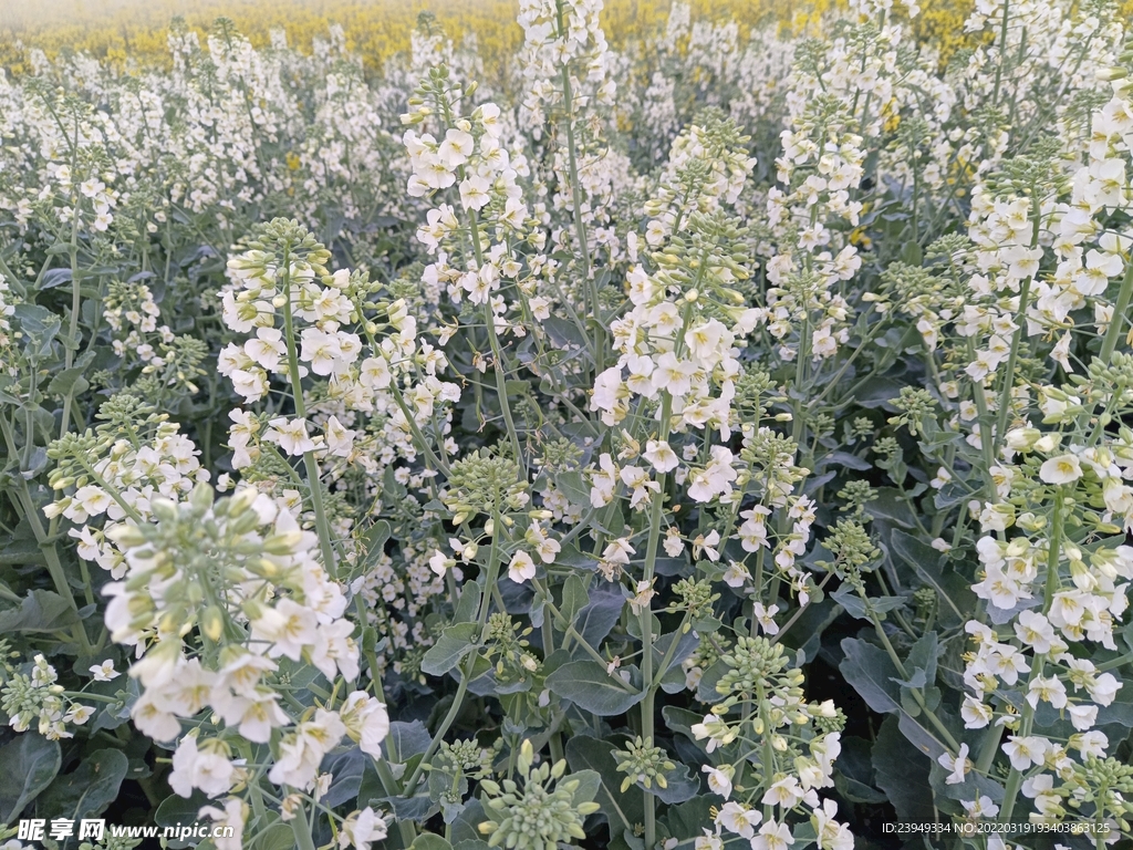 油菜花