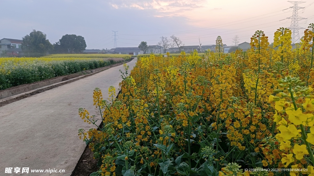 油菜花