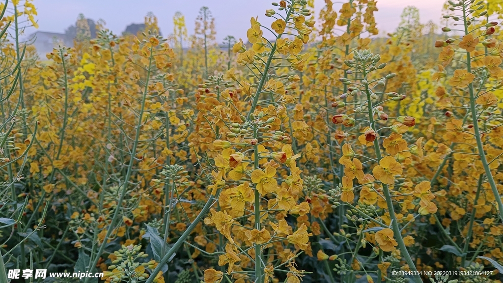 油菜花