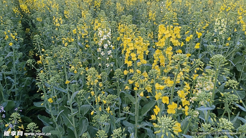 油菜花