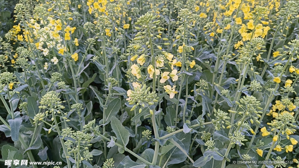 油菜花