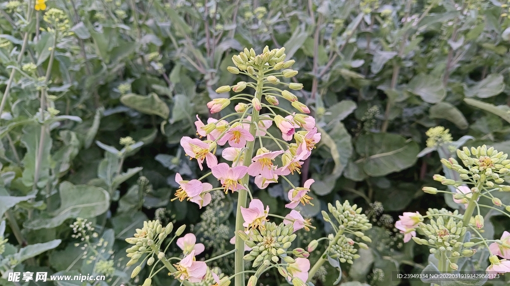 油菜花