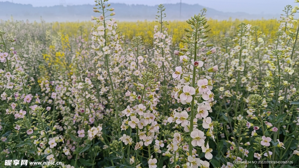 油菜花