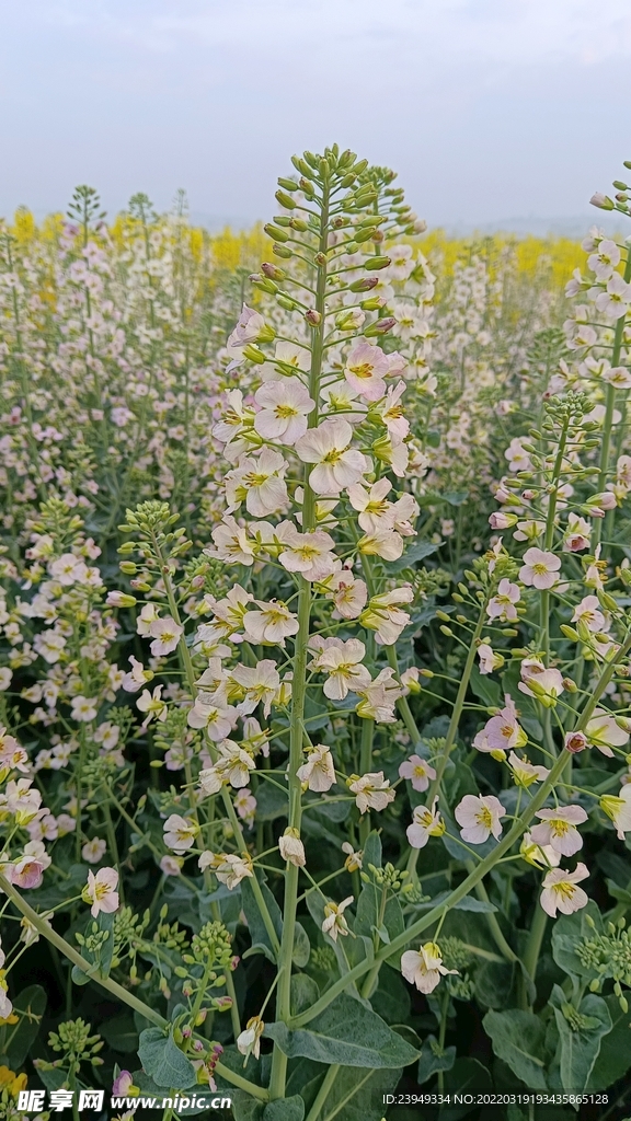 油菜花