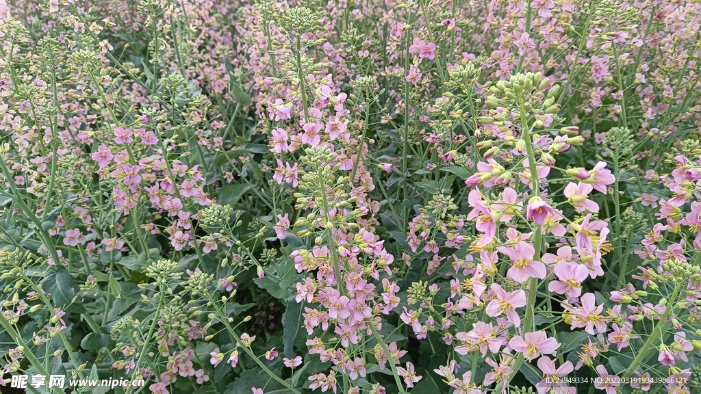 油菜花