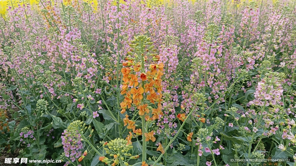 油菜花